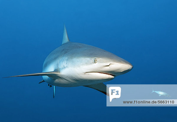 Caribbean reef shark (Carcharhinus perezi)  swimming in open water  Republic of Cuba  Caribbean  Central America
