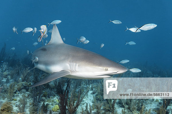 Caribbean reef shark (Carcharhinus perezi)  swimming in open water above a coral reef together with some blue-striped cavallas (Caranx ruber)  Republic of Cuba  Caribbean  Central America