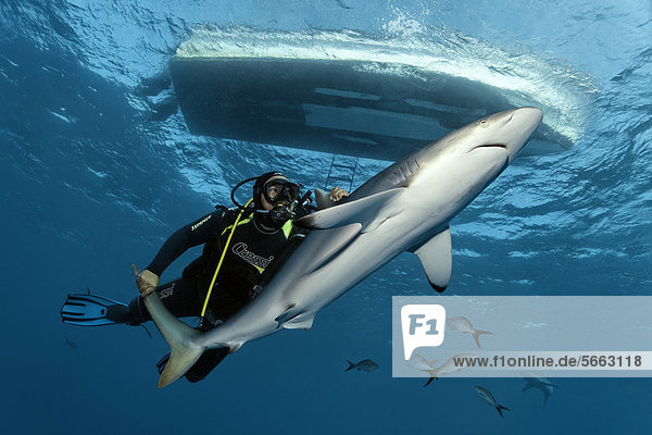 Diver catching a silky shark (Carcharhinus falciformis) with bare hands  underneath a motorboat  Republic of Cuba  Caribbean  Caribbean Sea  Central America