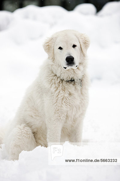 Maremmen-Abruzzen-Schäferhund,  sitzt im Schnee,  Nordtirol,  Österreich,  Europa