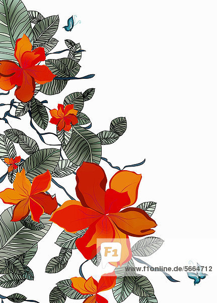 Orangefarbene Blumen und Schmetterling auf weißem Hintergrund