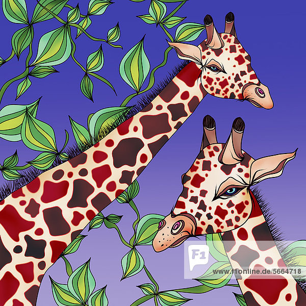 Giraffen und Blätter