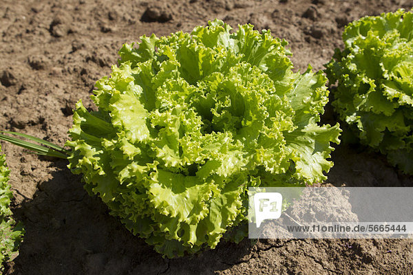 Batavia-Salat wächst auf dem Feld