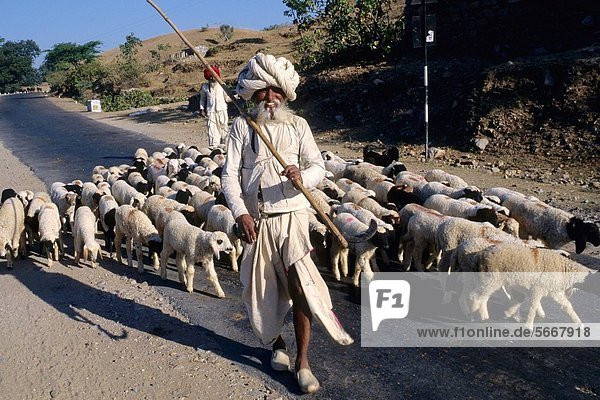 India shepherd