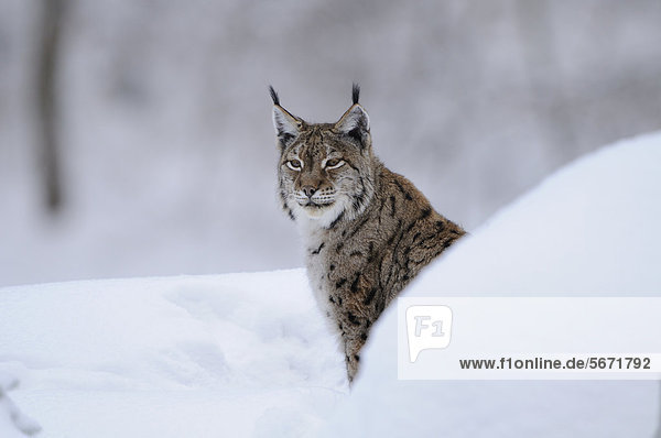 Eurasischer Luchs (Lynx lynx) im Schnee
