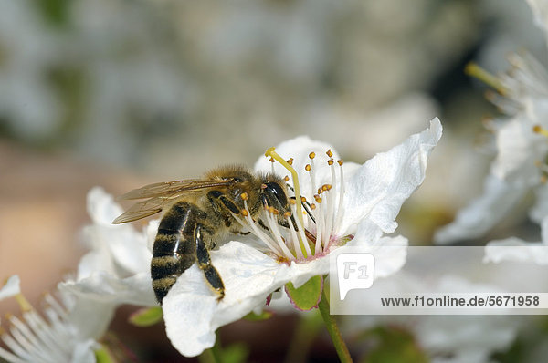 Europäische Honigbiene (Apis mellifera) sammelt Blütenstaub  Ukraine  Osteuropa