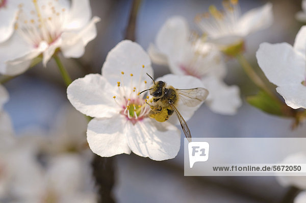 Europäische Honigbiene (Apis mellifera) sammelt Blütenstaub  Ukraine  Osteuropa