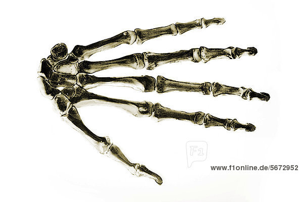 Knochen der menschlichen Hand  anatomische Illustration