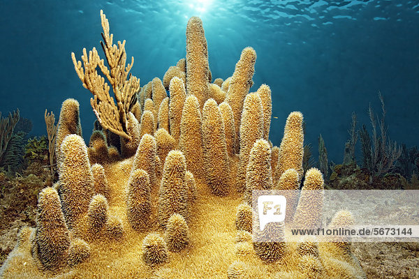 Pillar Coral (Dendrodyra cylindrus)  sun  backlit  Republic of Cuba  Caribbean Sea  Caribbean  Central America