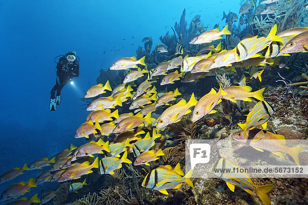 Scuba diver watching a shoal of Schoolmaster Snappers (Lutjanus apodus)  socialised with Porkfish or Grunts (Anisotremus virginicus) above coral reef  Republic of Cuba  Caribbean Sea  Caribbean  Central America