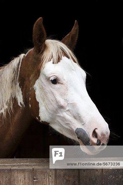 Allergie auf Sonnencreme für Pferde  Haarausfall ums Auge  Paint Horse  Sorrel Overo mit Medicine Head  Portrait  Nordtirol  Österreich  Europa