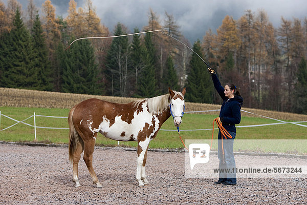 Frau schwingt Stick über entspanntem Paint Horse bei Bodenarbeit  Jungstute  Sorrel overo  Nordtirol  Österreich  Europa