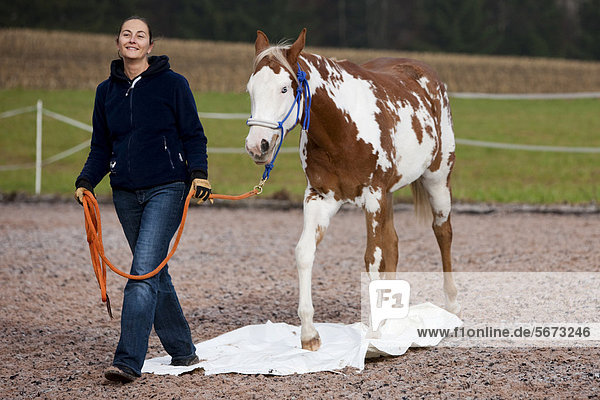 Frau geht entspannt mit Paint Horse über Plastikplane bei Bodenarbeit  Jungstute  Sorrel overo  Nordtirol  Österreich  Europa