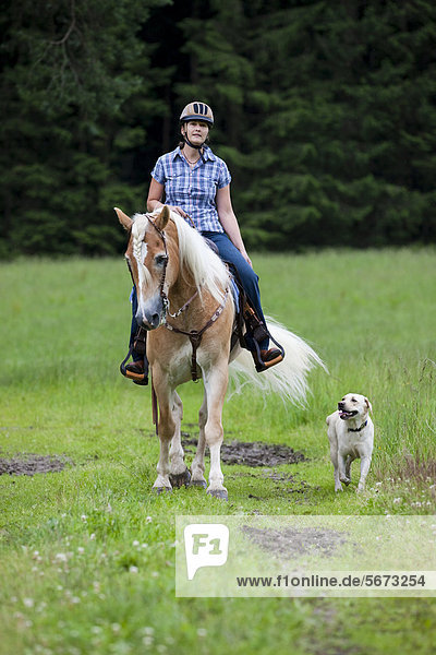 Woman riding a Haflinger horse with a western bridle  in a field with a Labrador dog as riding companion  North Tyrol  Austria  Europe