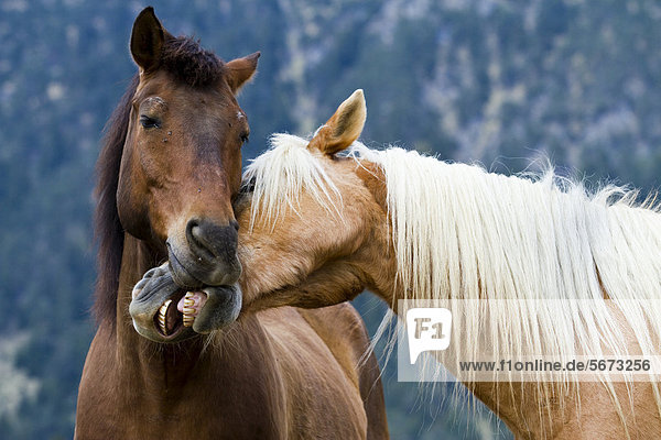Haflinger und New Forest Pony spielen miteinander und beißen sich ins Maul  Wallach  Lehmfuchs und Brauner  Nordtirol  Österreich  Europa