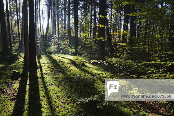 Mischwald mit Fichte (Picea abies) und Buche (Fagus sylvatica) im Gegenlicht  Oberbayern  Deutschland  Europa