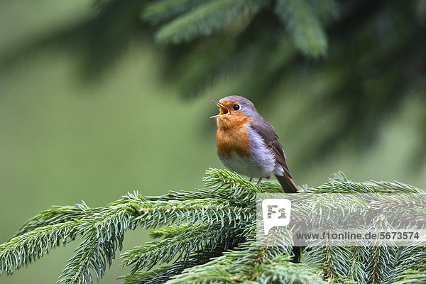 European robin (Erithacus rubecula) singing  Bavaria  Germany  Europe