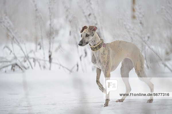 Whippet walking in snow