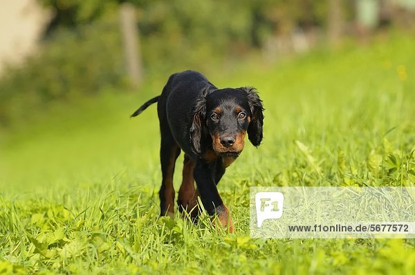 Young Gordon Setter in meadow