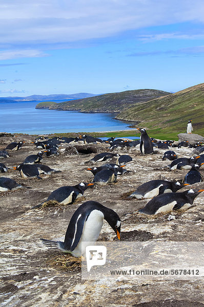 frontal 1 Falklandinseln New Island Südamerika
