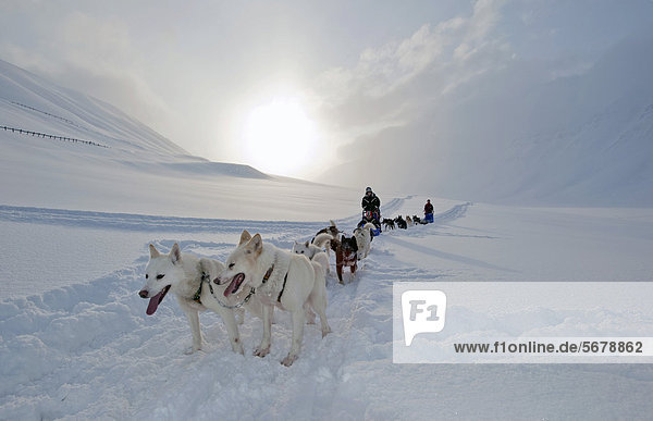 Dog sled team with Alaskan Huskies and passengers with snow flurries against a low winter sun  Spitsbergen  Svalbard  Norway  Europe