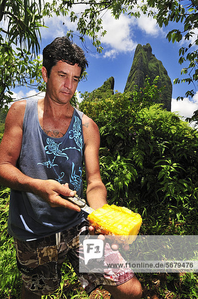Man cutting a fresh pineapple  trekking to Three-Coconut-Pass  Mount Tohiea  Moorea  Windward Islands  Society  Islands  French Polynesia  Pacific Ocean