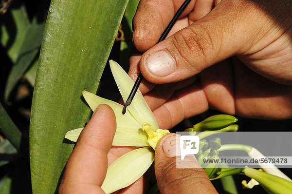 Vanilla Orchid (Vanilla planifolia)  vanilla production  greenhouse  Moorea  Windward Islands  Society Islands  French Polynesia  Pacific Ocean