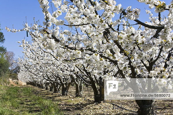 Kirschbäume (Prunus avium) in Blüte  Kirschblüte  Provence  Südfrankreich  Frankreich  Europa