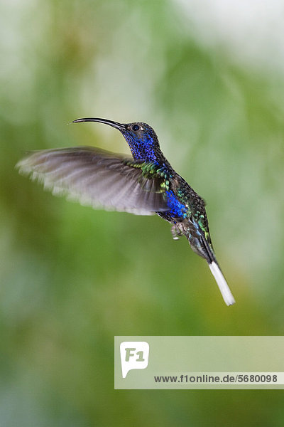 Hummingbird  Violet Sabrewing (Campylopterus hemileucurus)  hovering  Costa Rica  Central America