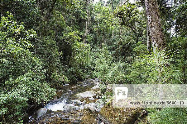 Regenwald am Cerro de la muerte  Rio Savegre  Costa Rica  Mittelamerika