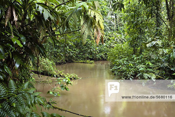 Tiefland-Regenwald  Braulio-Carrillo Nationalpark  Costa Rica  Mittelamerika