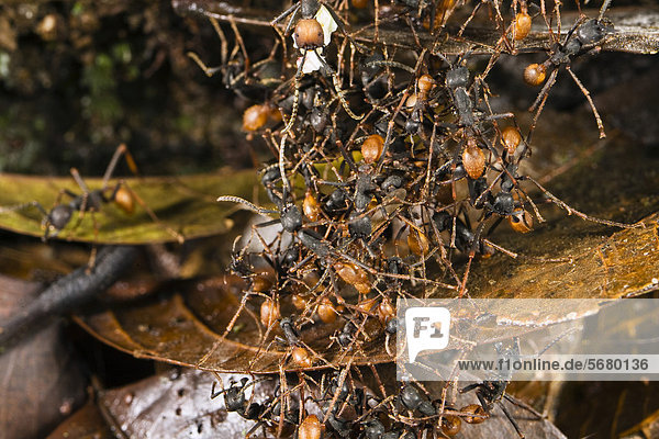 Treiberameisen (Eciton burchellii) bilden lebendige Brücke  Regenwald  Braulio Carrillo Nationalpark  Costa Rica  Mittelamerika