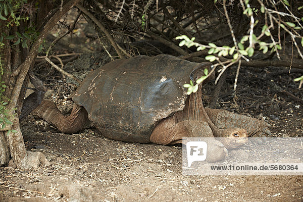 Galápagos-Riesenschildkröte (Chelonoidis nigra)  Charles Darwin Station  Santa Cruz  Galapagosinseln