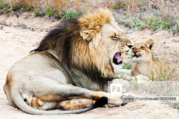 Löwe und Jungtier  Kruger Nationalpark  Südafrika