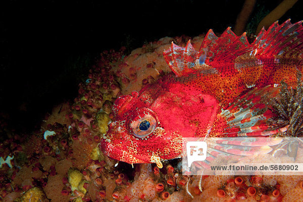 Close-up of Red Irish Lord