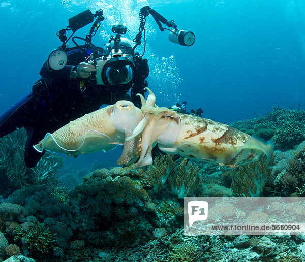 Diver and Mating Cuttlefish
