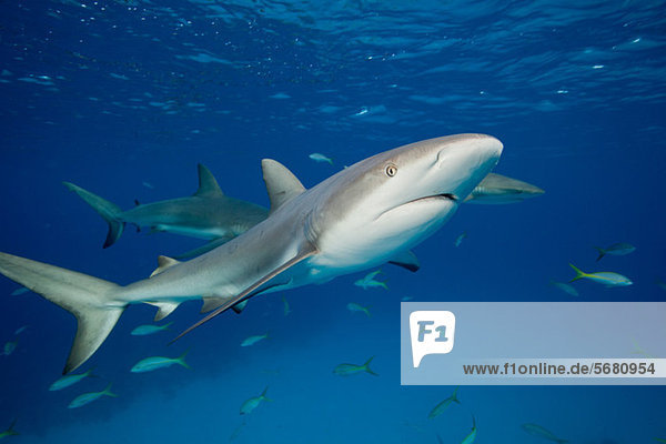 Reef Sharks in mid -water