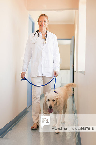 Veterinarian walking dog in hospital