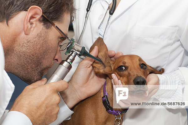 Tierärzte untersuchen Hundeohren