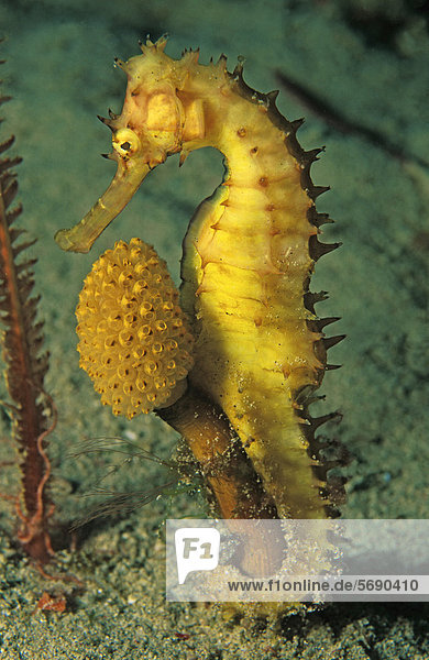 Stacheliges Seepferdchen Hippocampus Jayakari Im Seegrass Marsa Alam Rotes Meer Agypten Afrika