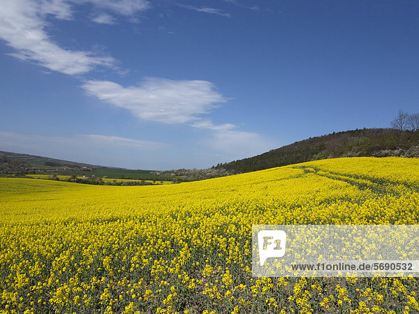 Field of canola in Muehlberg  Thuringian Basin  Thuringia  Germany  Europe