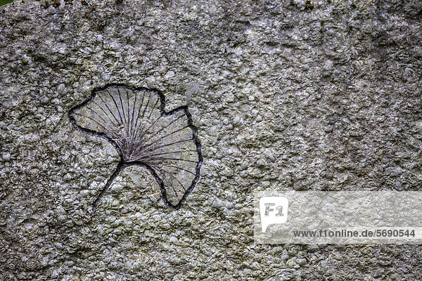 Gingko leaf on a stone slab  cemetery  Weimar  Thuringia  Germany  Europe