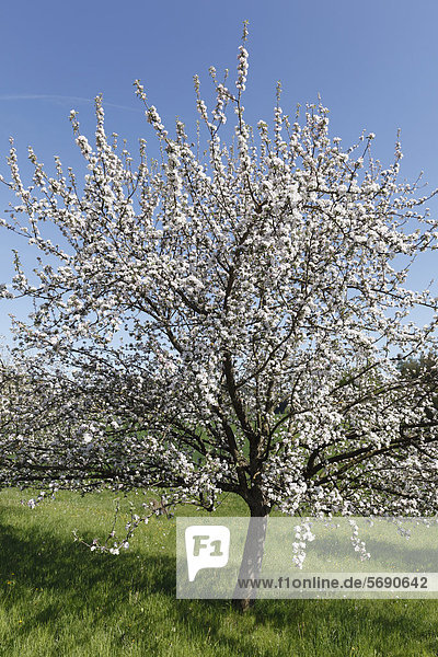 Blühender Apfelbaum (Malus domestica)  Oststeiermark  Steiermark  Österreich  Europa