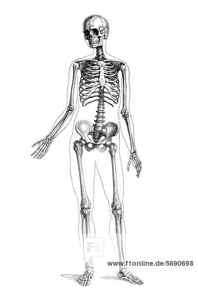 Menschliches Skelett  anatomische Illustration