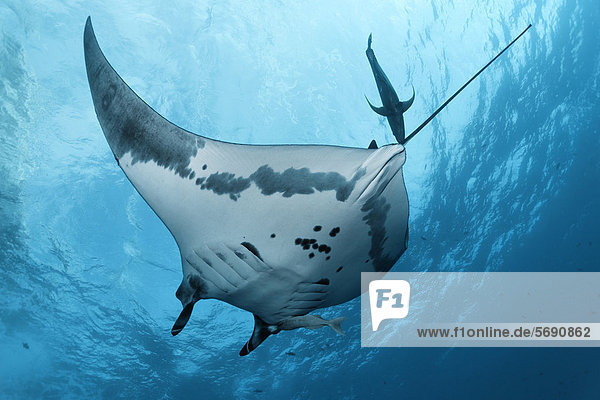 Giant Oceanic Manta Ray (Manta birostris)  from underneath  with mackerel and remora  Roca Partida  Revillagigedo Islands  Mexico  America  Eastern Pacific