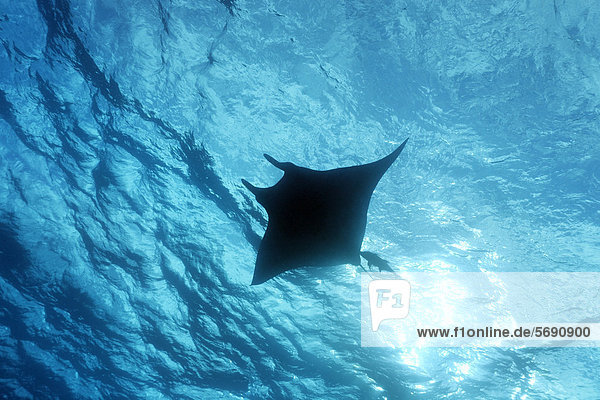 Giant Oceanic Manta Ray (Manta birostris)  from underneath  swimming close to surface  backlit  silhouetted  Roca Partida  Revillagigedo Islands  Mexico  America  Eastern Pacific