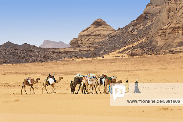 Kamel-Karawane in der libyschen Wüste  Dromedare (Camelus dromedarius)  Akakus Gebirge  Libyen  Sahara  Nordafrika