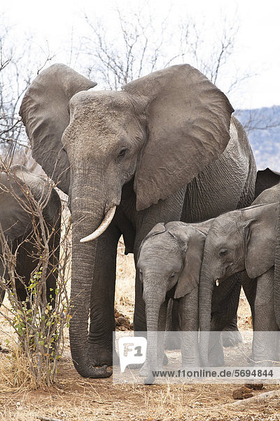 Afrikanische Elefanten (Loxodonta africana)  Ruaha Nationalpark  Tansania  Ostafrika  Afrika
