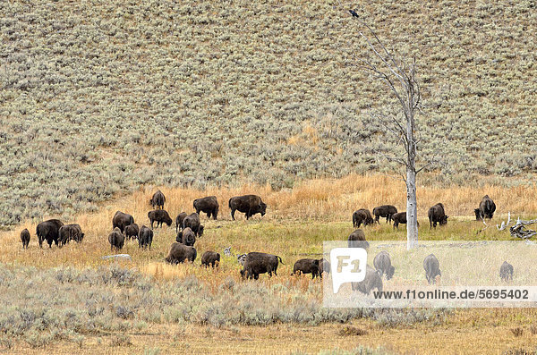 Bisonherde  Amerikanische Bisons (Bison bison)  Lamar Valley  Yellowstone National Park  Wyoming  USA