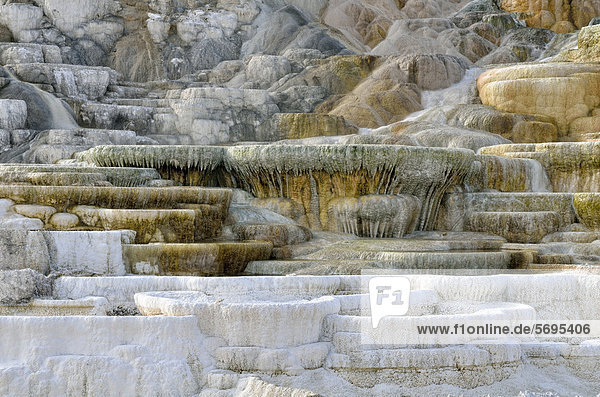 Living Color sinter terraces  coloured by thermophilic bacteria  Lower Terraces Area  Mammoth Hot Springs  Yellowstone National Park  Wyoming  USA